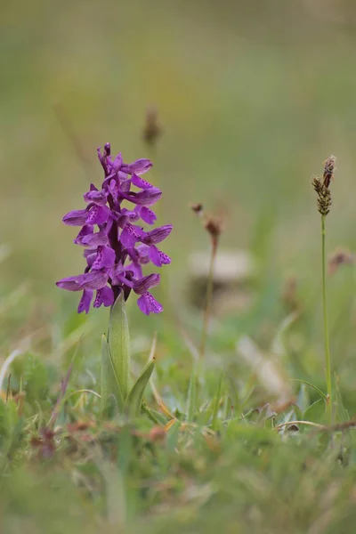 Anacamptis morio, l'orchidée à ailes vertes ou orchidée à nervures vertes — Photo