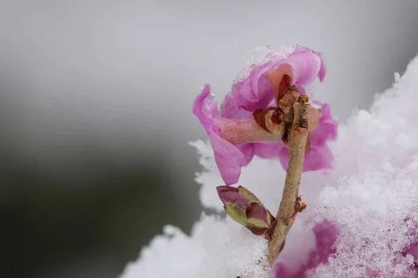 Daphne mezereum, comúnmente conocido como febrero daphne, parte posterior de la flor — Foto de Stock