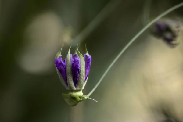 Flor fechada de uma espécie de flor da paixão (Passiflora amethystina ) — Fotografia de Stock