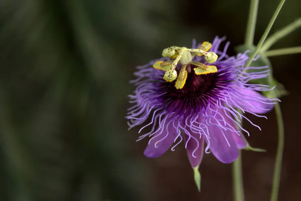 Blomma av en passion blomma art (Passiflora amethystina) — Stockfoto