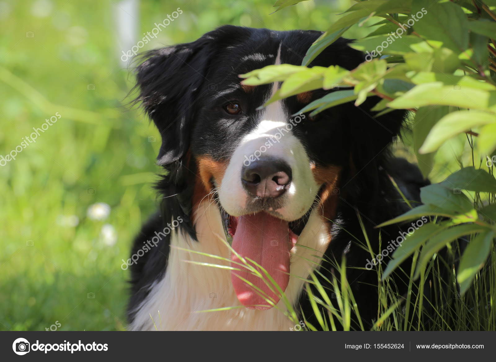 恩山犬背后看叶——图库图片© jojoo64 #155452624, image size:1600x1167