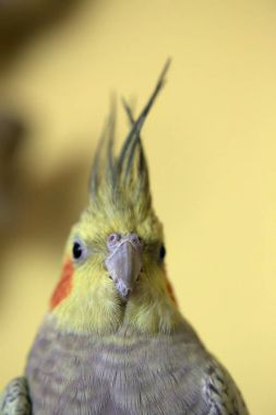 Sarı arka plan ile evde beslenen hayvan petsupplies portresi