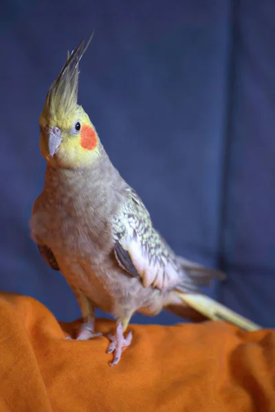 Pet cockatiel sentado em pano e assistindo — Fotografia de Stock