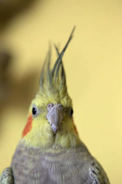 노란색 배경으로 애완 동물 cockatiel의 초상화 — 스톡 사진