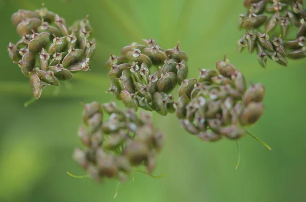 Semillas de la maleza común (Heracleum sphondylium ) — Foto de Stock