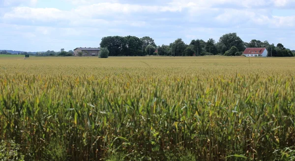 Vista sul campo alla storica fattoria Eichenhof (illuminato. fattoria di querce) a Jager, Meclemburgo-Pomerania Anteriore, Germania — Foto Stock