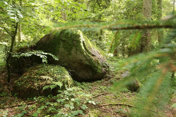 Mecklenburg-Vorpommern, Germany megalitik kabirde Forst Poggendorf 1 kalıntıları