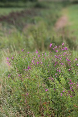 Çiçek açması Epilobium hirsutum, büyük kıllı willowherb