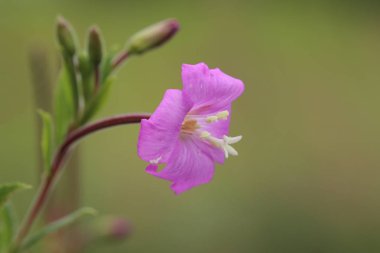 Çiçek açması Epilobium hirsutum, büyük kıllı willowherb