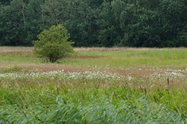 Yoğun akışı Ryck Heilgeisthof, Mecklenburg-Vorpommern, Germany yakınındaki altında meadows kullanılan