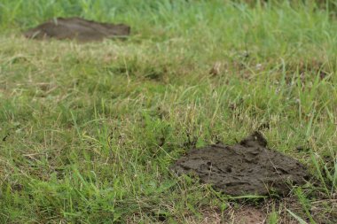 Küçük inek pisliği doğal çayır üzerinde