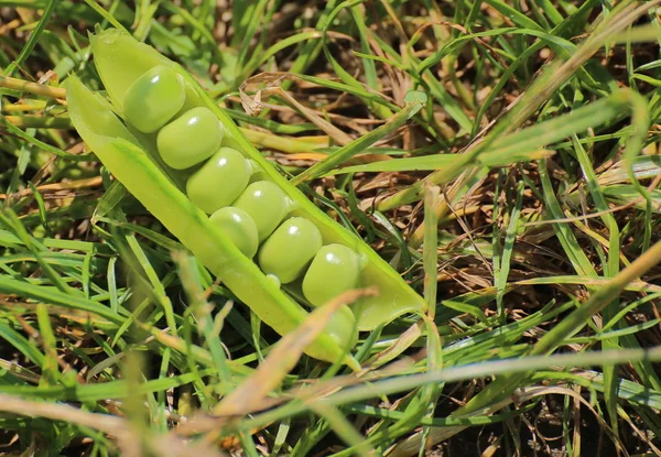 填充的豌豆豆荚躺在草地上 — 图库照片