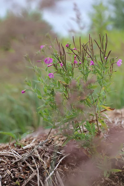 Çiçek açması Epilobium hirsutum, büyük kıllı willowherb — Stok fotoğraf