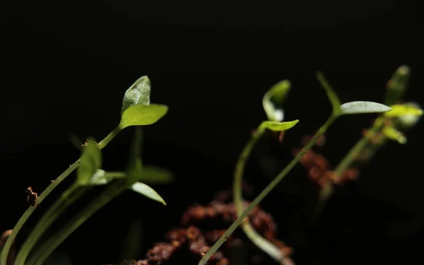 Gros plan de semis de persil (Petroselinum crispum) — Photo