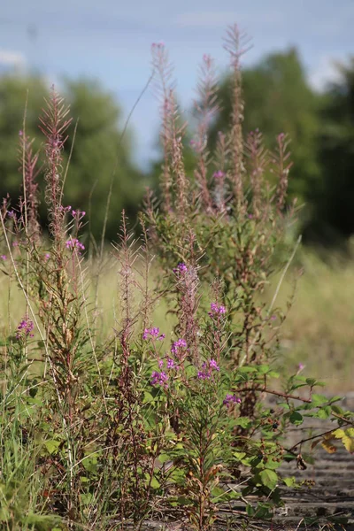 바늘꽃속 angustifolium, 위대한 willowherb의 꽃 — 스톡 사진