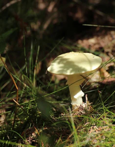 Yere yanlış ölüm cap (Amanita citrina)