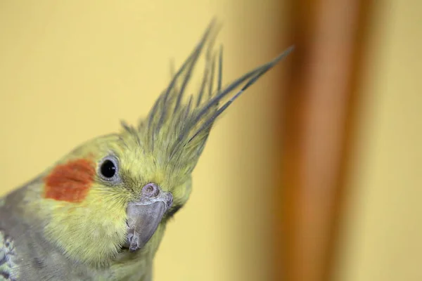 Portrait of pet cockatiel with blurred background — Stock Photo, Image