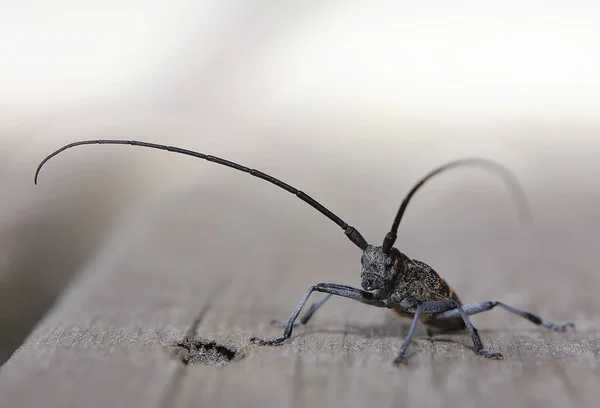 Macro de Monochamus sutor, un escarabajo de cuerno largo — Foto de Stock