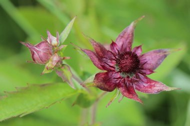 Comarum palustre, mor marshlocks çiçeği