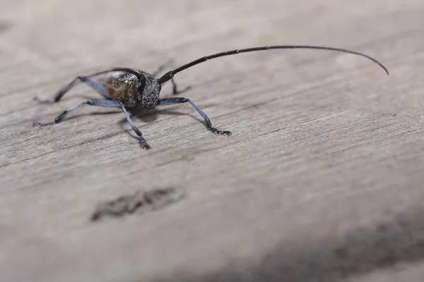 Macro de Monochamus sutor, un escarabajo de cuerno largo — Foto de Stock