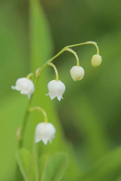 Цветение лилии васильковой, научное название Convallaria majalis — стоковое фото