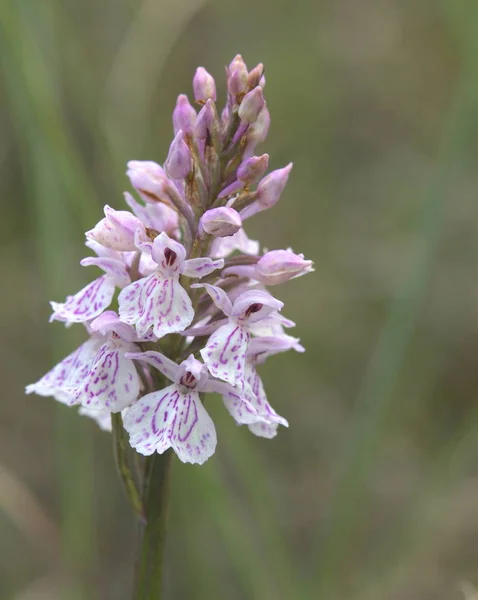 Inflorescence of Dactylorhiza maculata, the heath spotted-orchid — Stock Photo, Image