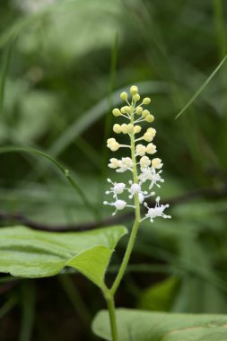 Maianthemum bifolium (ortak isimleri yanlış lily vadi veya Mayıs zambak)