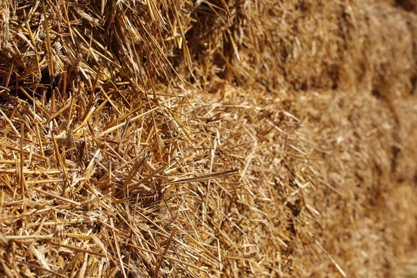 Fardos de feno seco em uma planta agrícola — Fotografia de Stock