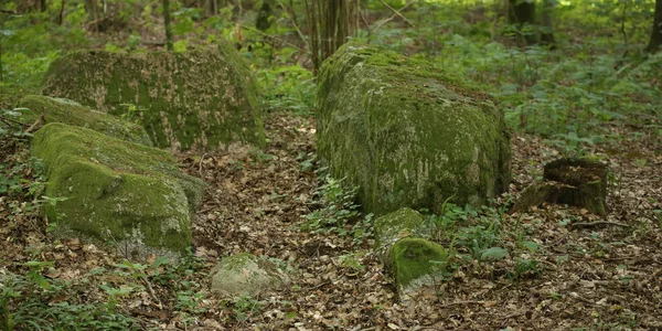 ドイツの Pustow 8 巨石腔症墓のまま — ストック写真