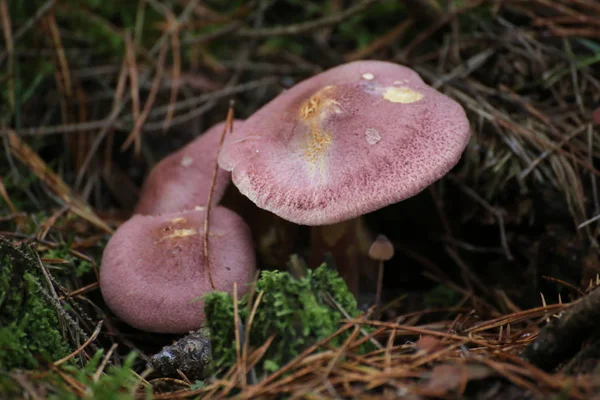 Tricholomopsis rutilans, o cogumelo agárico de cabelos vermelhos — Fotografia de Stock