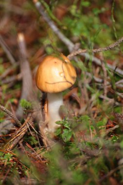 Amanita fulva, dallar arasında sarımsı kahverengi grisette