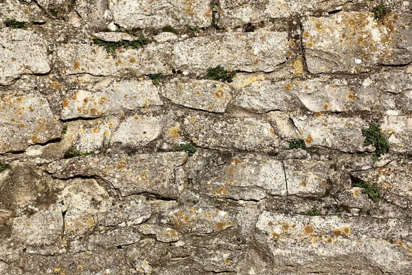 Parede de pedra de campo com líquenes e plantas — Fotografia de Stock