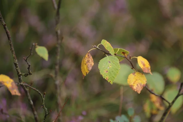 Listy a větvičky plísni břízy (Betula pubescens) — Stock fotografie