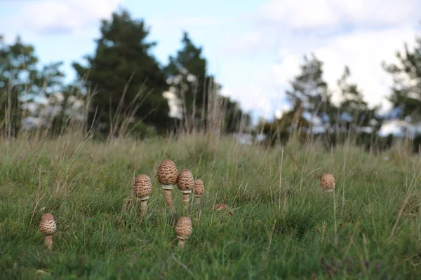 食用梧桐菇的几种果体 (Macrolepiota procera) — 图库照片