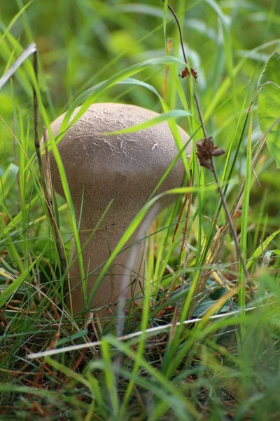 Lycoperdon excipuliforme、草で、茎が長いホコリタケ — ストック写真