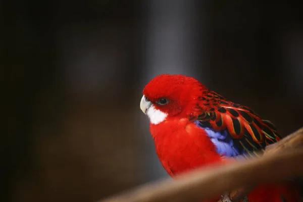 Uma rosela oriental (Platycercus eximius) parecendo curiosa — Fotografia de Stock