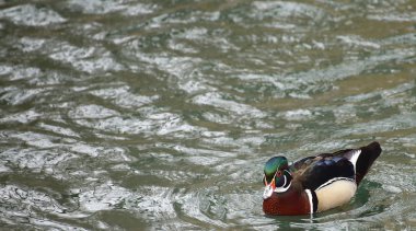 Erkek carolina ördek (AIX sponsa) su
