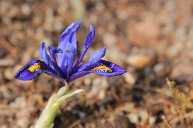 Iris reticulata (altın kazandı Iris) bahar