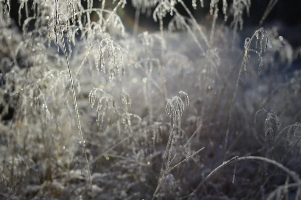 얼음으로 뒤덮인 풀숲의 스파이크는 선택적 촬영에서 역광을 받는다 — 스톡 사진
