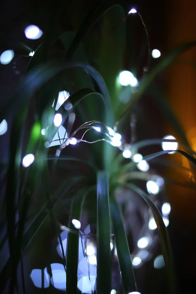 Close up of elephants foot decorated for christmas.