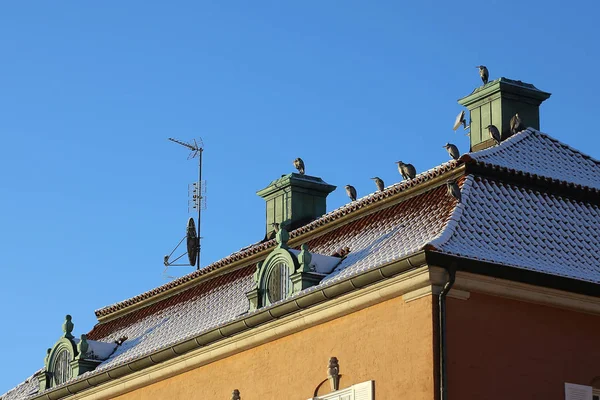 Rebanho Garças Cinzentas Ardea Cinerea Sentado Edifício Histórico Estocolmo — Fotografia de Stock