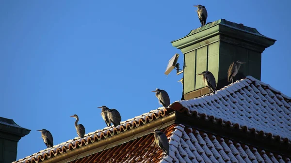 Graureiherherde Ardea Cinerea Auf Historischem Gebäude Stockholm — Stockfoto