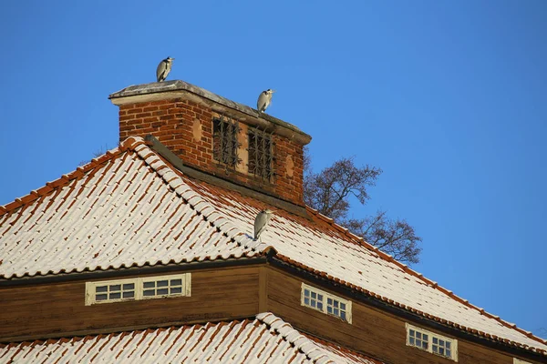 Graureiher Ardea Cinerea Auf Historischem Gebäude Stockholm — Stockfoto