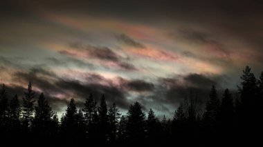 Nacreous ve kümülüs bulutları alacakaranlıkta ağaç siluetlerinin üzerinde.