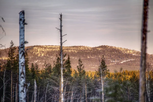 Imagem Hdr Árvores Mortas Frente Montanha Vasterbotten Suécia — Fotografia de Stock