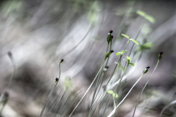 Abondance Stellaria Media Fraîchement Germés Potamot Commun — Photo