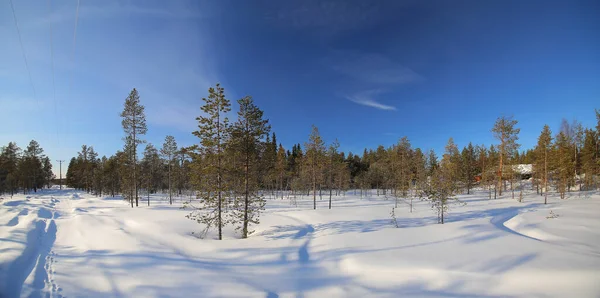 スウェーデンのVasterbottenのNorsjo近くの森のパノラマショット — ストック写真