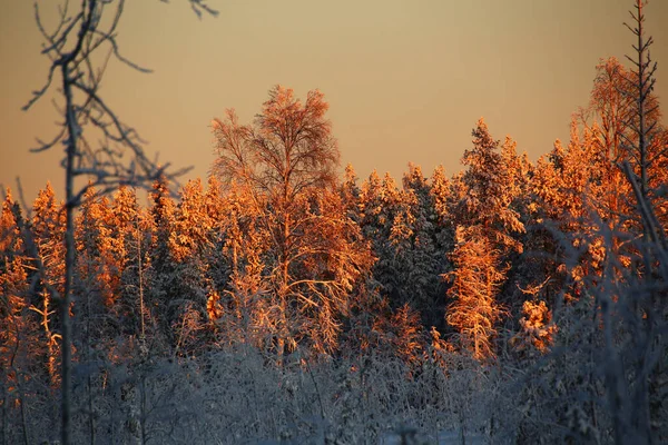 Oświetlone Wierzchołki Drzew Pomarańczowym Zachodzie Słońca Północnej Szwecji — Zdjęcie stockowe