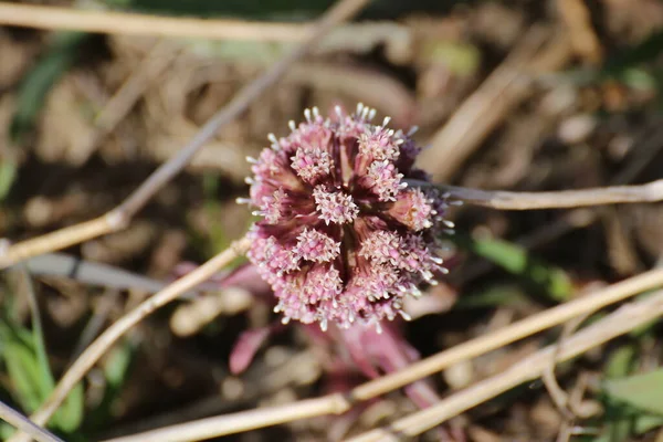 Blommor Den Gemensamma Butterbur Petasites Hybridus Sett Från Toppen — Stockfoto