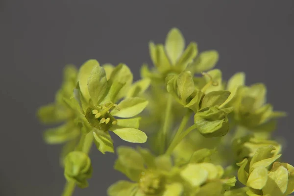 Macro Flor Del Arce Noruego Acer Platanoides — Foto de Stock